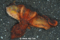An opportune moment of a red reef octopus with a successf... by Heok Hui Tan 
